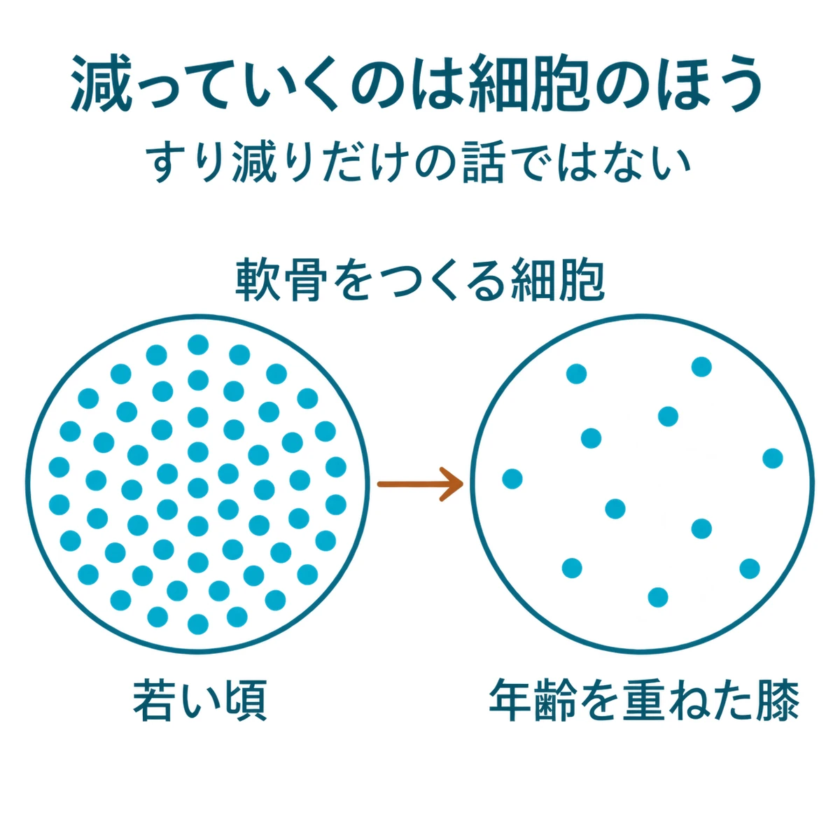 若い頃と年齢を重ねた膝で、軟骨をつくる細胞の数と間隔の違いを比べた図