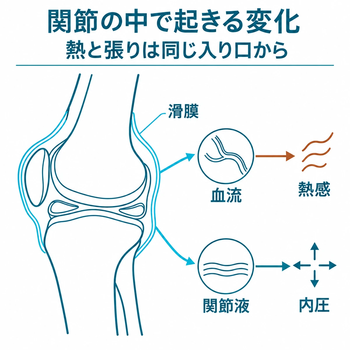 滑膜への刺激から血流の増加による熱感と関節液の増加による内圧上昇へ枝分かれする仕組み