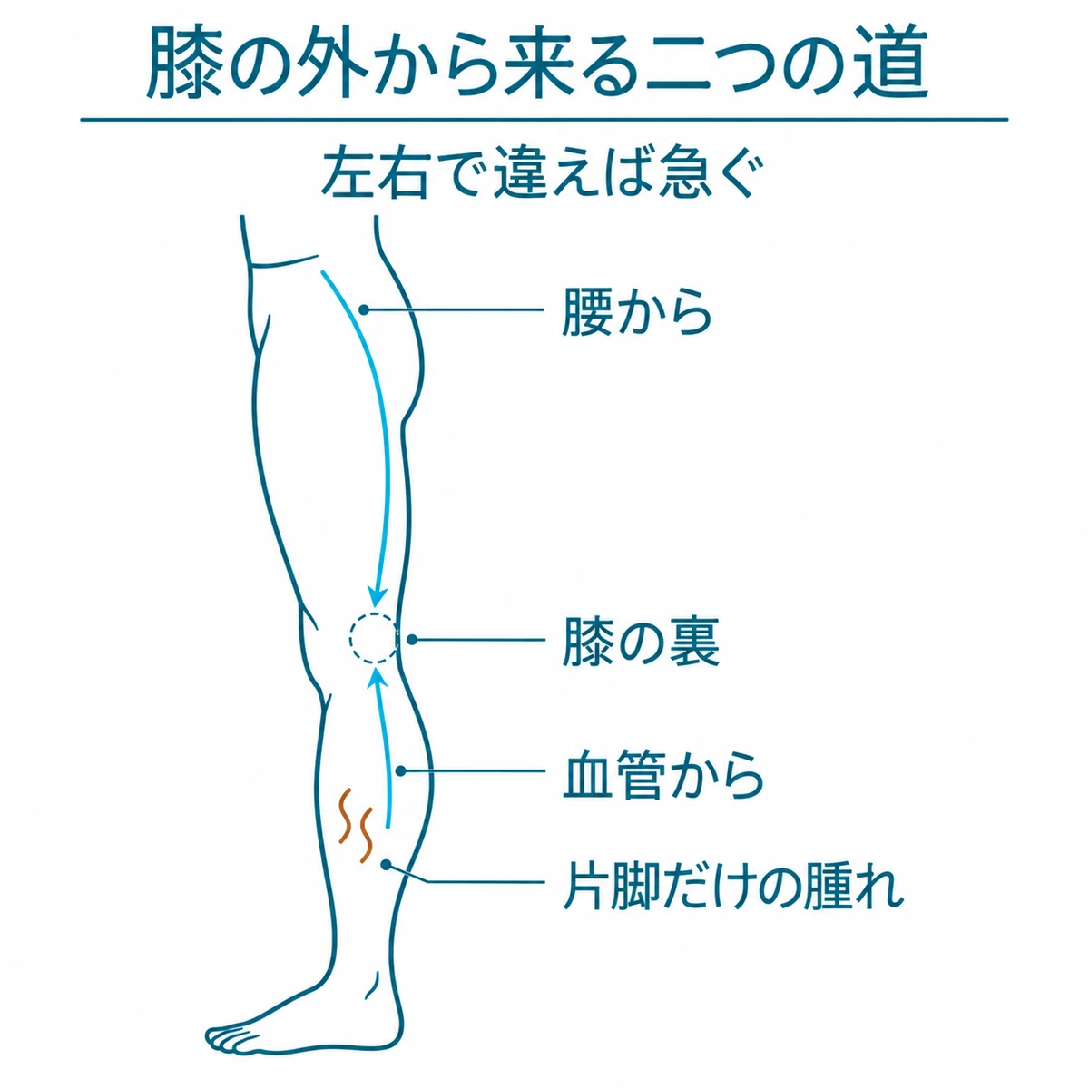 腰から下る神経とふくらはぎから上る血管の経路が膝の裏へ至る図解