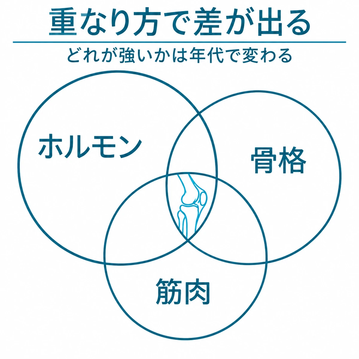 女性の変形性膝関節症に関わるホルモン、骨格、筋肉の重なりを表した図