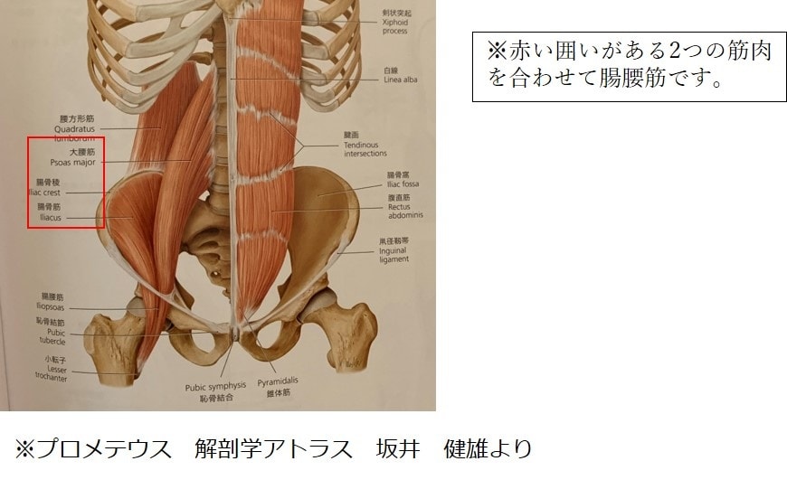 腸腰筋（図4）