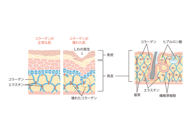 コラーゲン・エラスチン