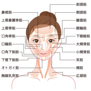 顔の筋肉の仕組み
