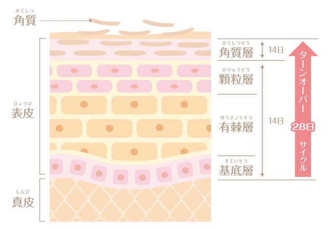 角質・表皮・真皮