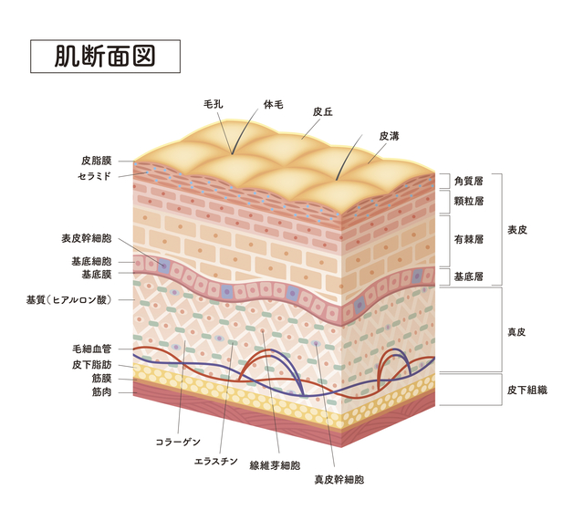 肌断面図