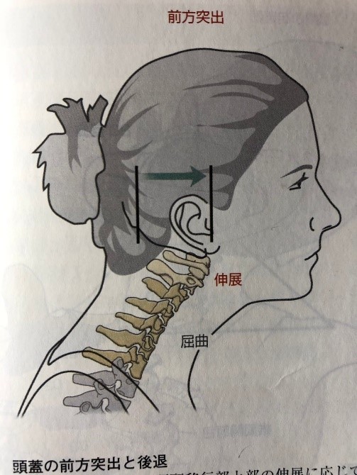 図3 Donald A.Neumann 筋骨格系のキネシオロジーより