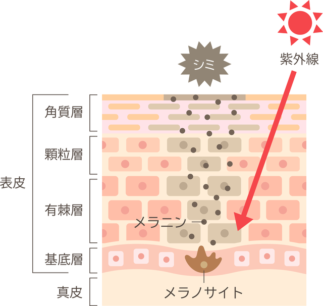 メラニン・メラノサイト