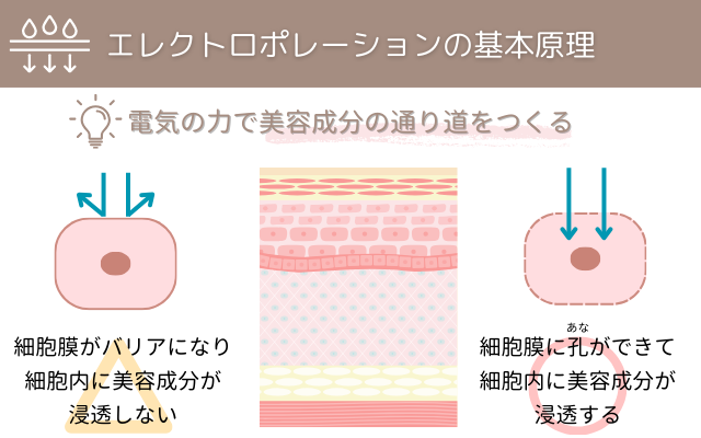 エレクトロポレーションの基本原理