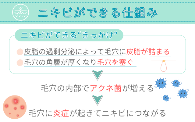 あごニキビができる仕組み