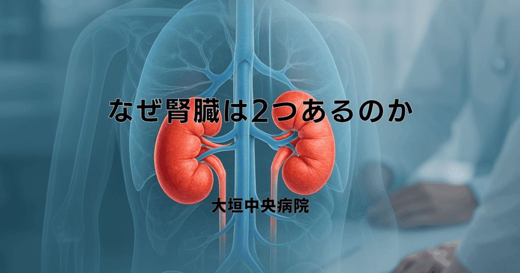 なぜ腎臓は2つあるのか｜人体における腎臓の役割と意味