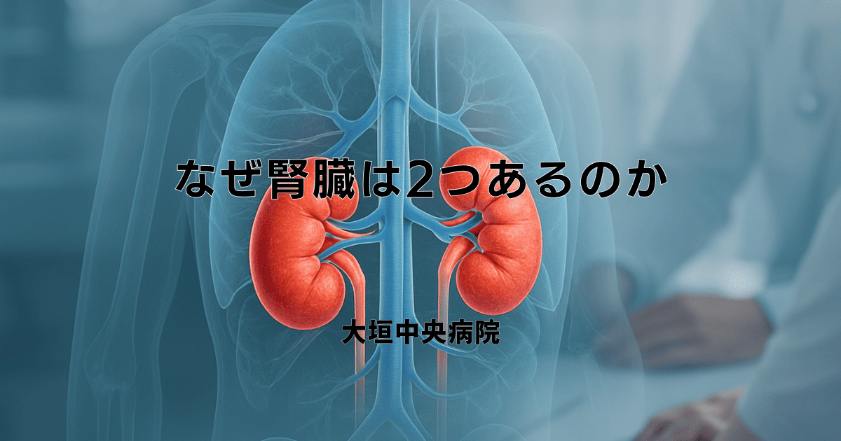 なぜ腎臓は2つあるのか｜人体における腎臓の役割と意味