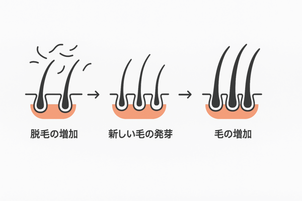 休止期脱毛症の回復過程
