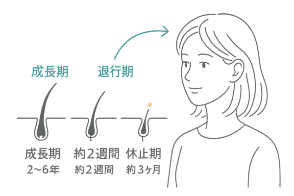 毛髪周期の各段階