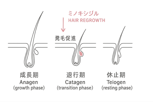 ヘアサイクルとミノキシジル効果の概要図