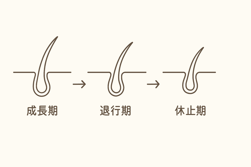 毛周期の段階