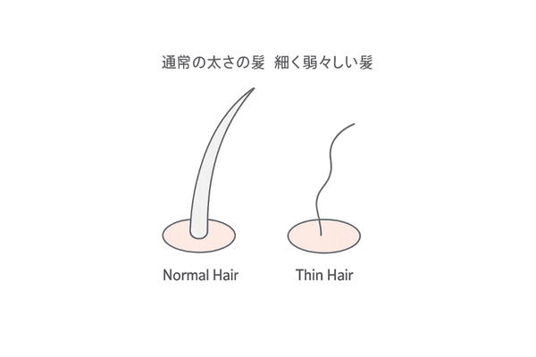 髪の細径化・コシやツヤの低下