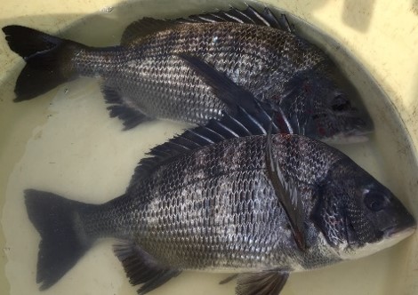 釣り