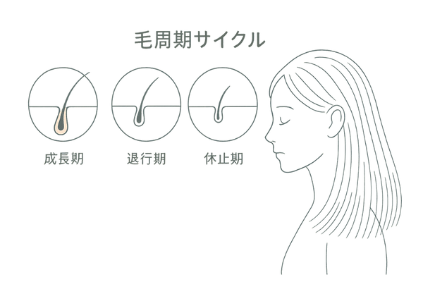 休止期脱毛症を表す毛周期の図と全体的な抜け毛