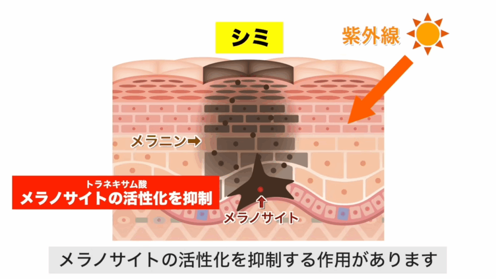 トラネキサム酸のメラノサイトの活性化を抑制する作用