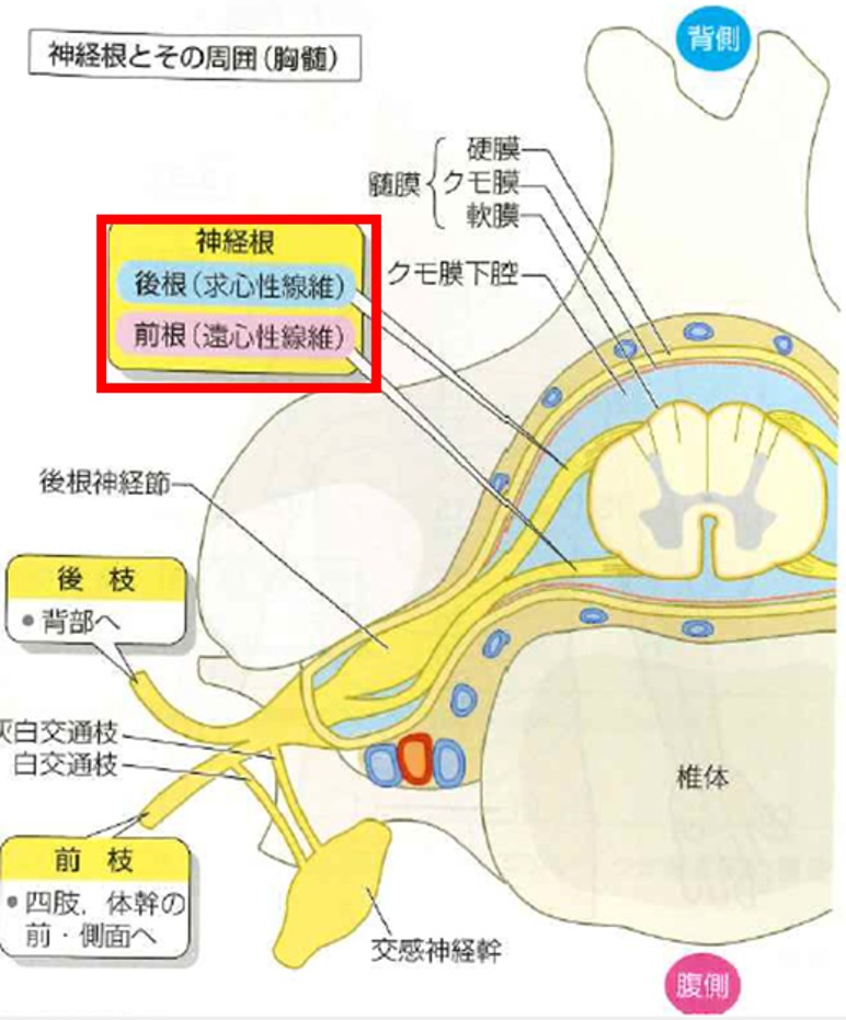 図1病気が見えるvol7　脳・神経253Pより