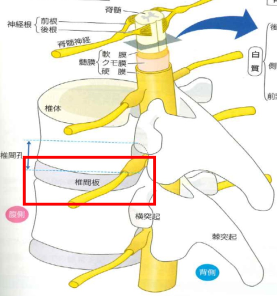 図2病気が見えるvol7　脳・神経251Pより