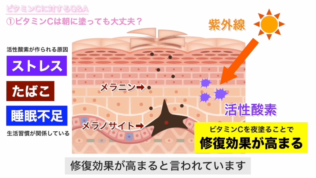 活性酸素に対して、ビタミンCを夜塗ることで修復効果が高まる