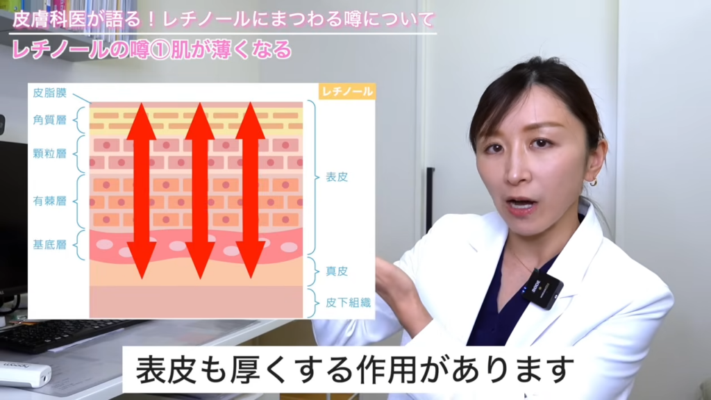 レチノールは真皮を分厚くする作用だけでなく、表皮も厚くする作用がある