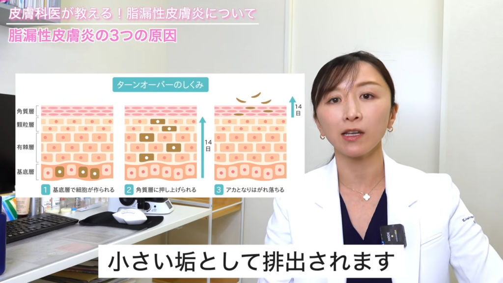 ターンオーバーの仕組み