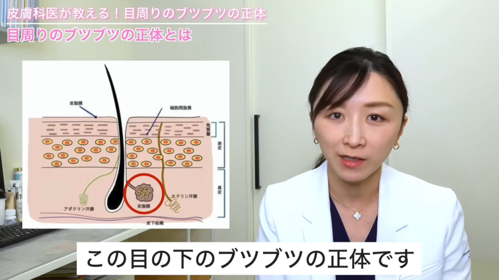 皮脂腺 解説図
