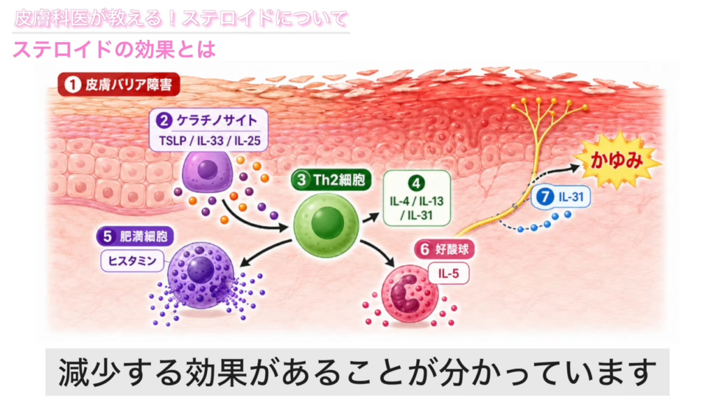 ステロイドの効果 解説図