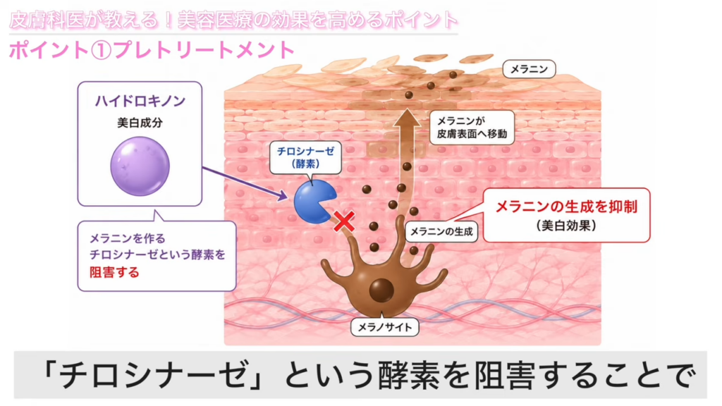 ハイドロキノンの仕組み解説図
