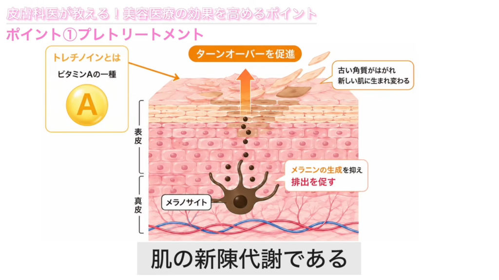 トレチノインの働き　解説図