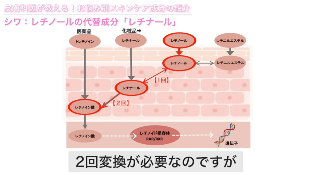 レチナールの作用活性の仕組み
