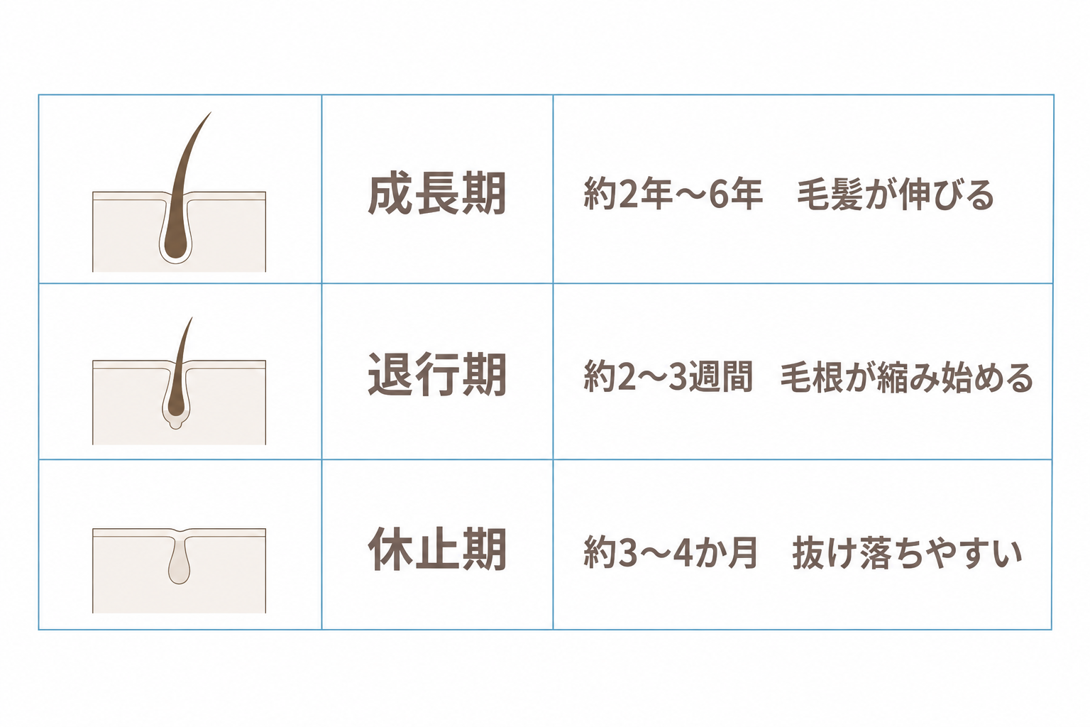 ヘアサイクル。成長期2〜6年、退行期2〜3週間、休止期3〜4か月