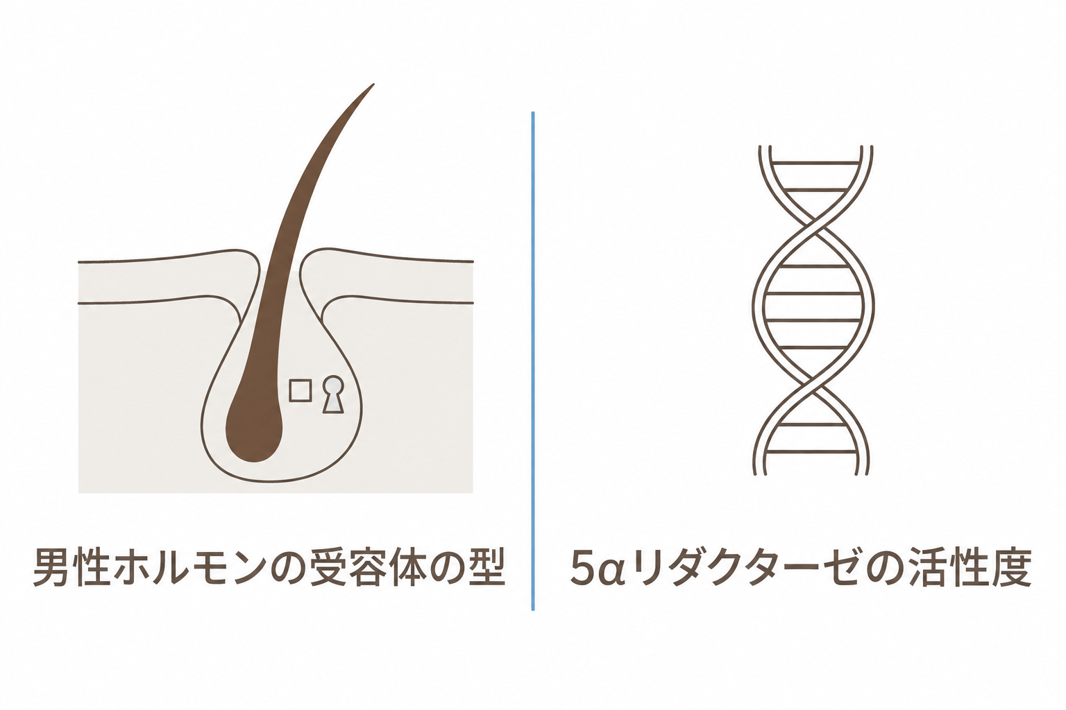 遺伝子検査で調べる項目。受容体の型と5αリダクターゼの活性度