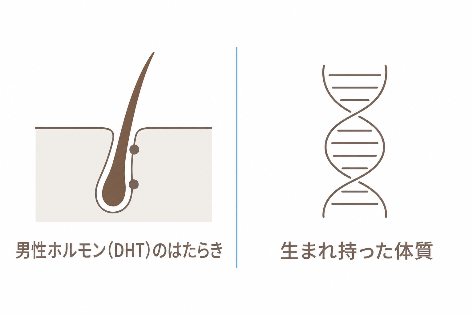 AGAの主な原因。男性ホルモンのはたらきと生まれ持った体質