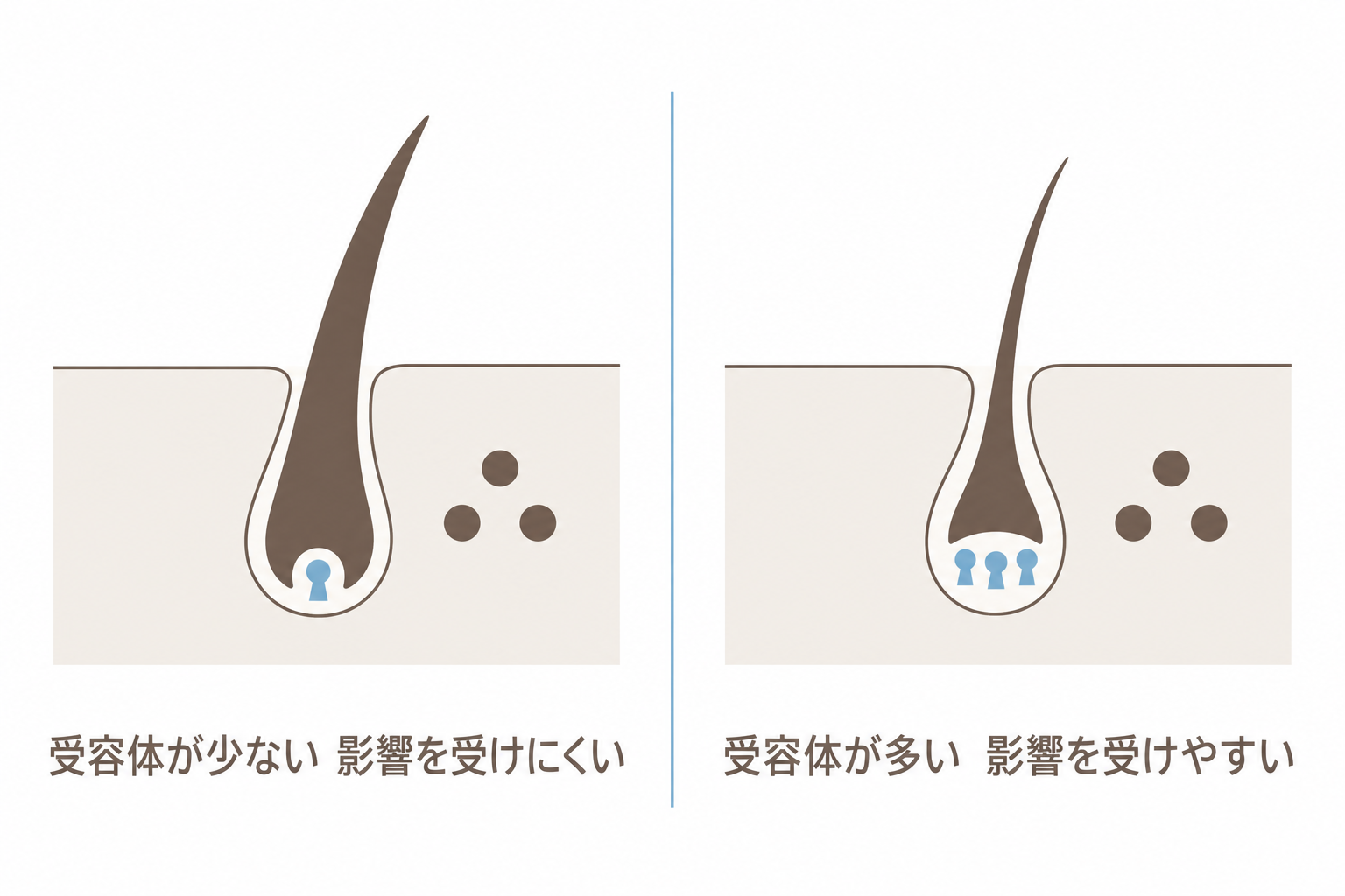 ホルモンの量が同じでも、受容体の数によって影響の受けやすさが変わる