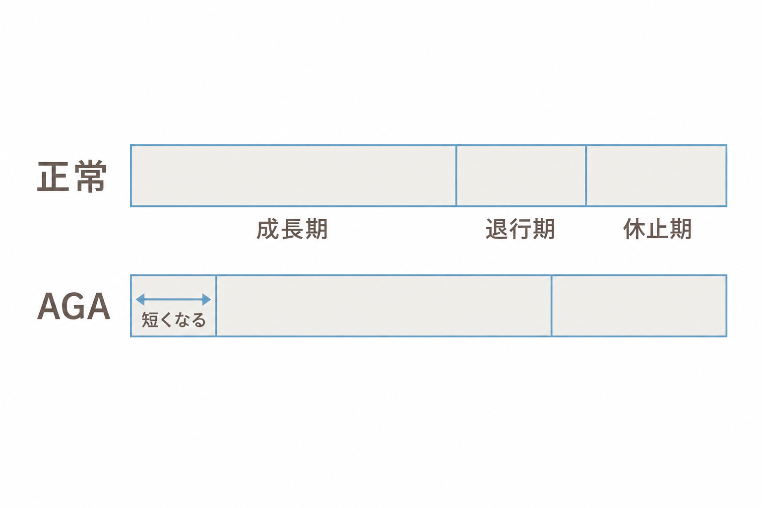 AGAでは成長期だけが短くなり、退行期と休止期はほぼ変わらない