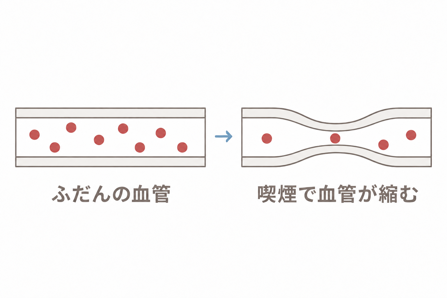 喫煙で血管が縮み、頭皮の血流が落ちる