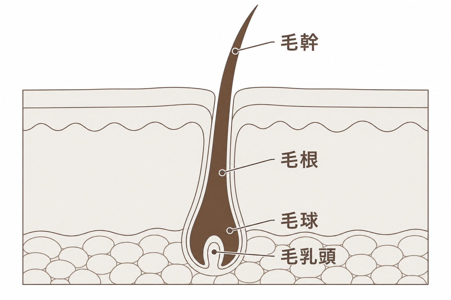 毛の構造。毛幹・毛根・毛球・毛乳頭