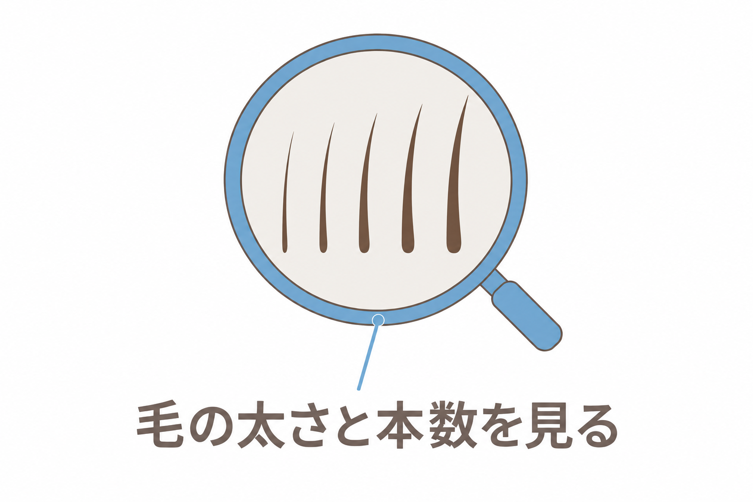 拡大鏡で毛の太さと本数を見る