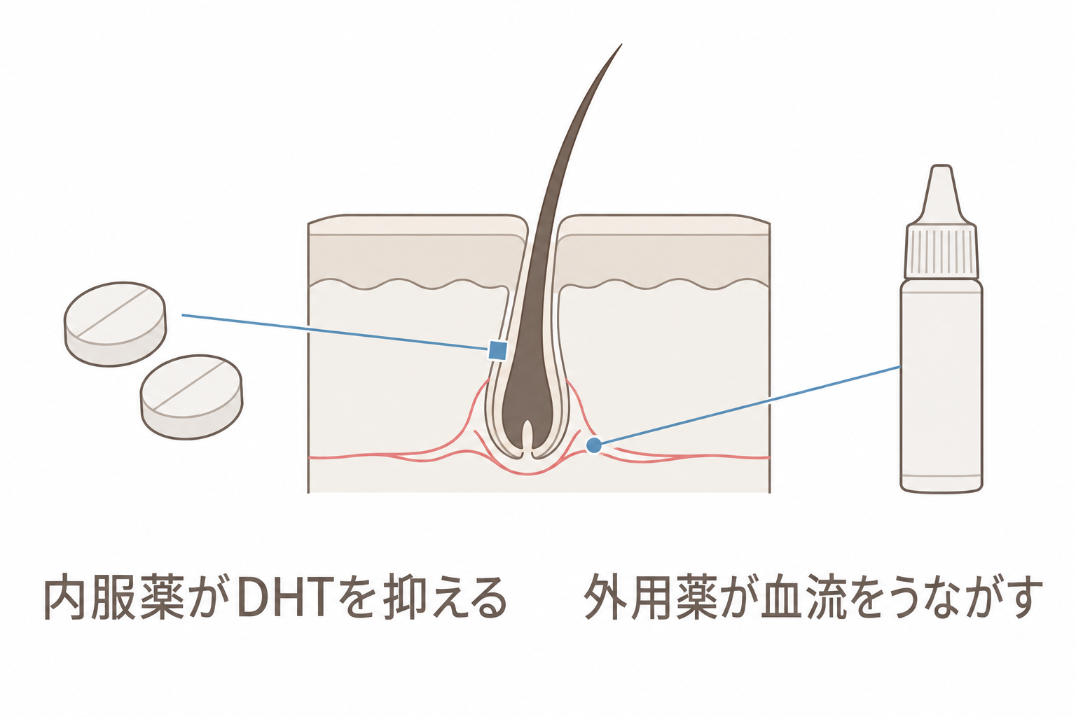 内服薬と外用薬を併用したときの、それぞれのはたらく場所