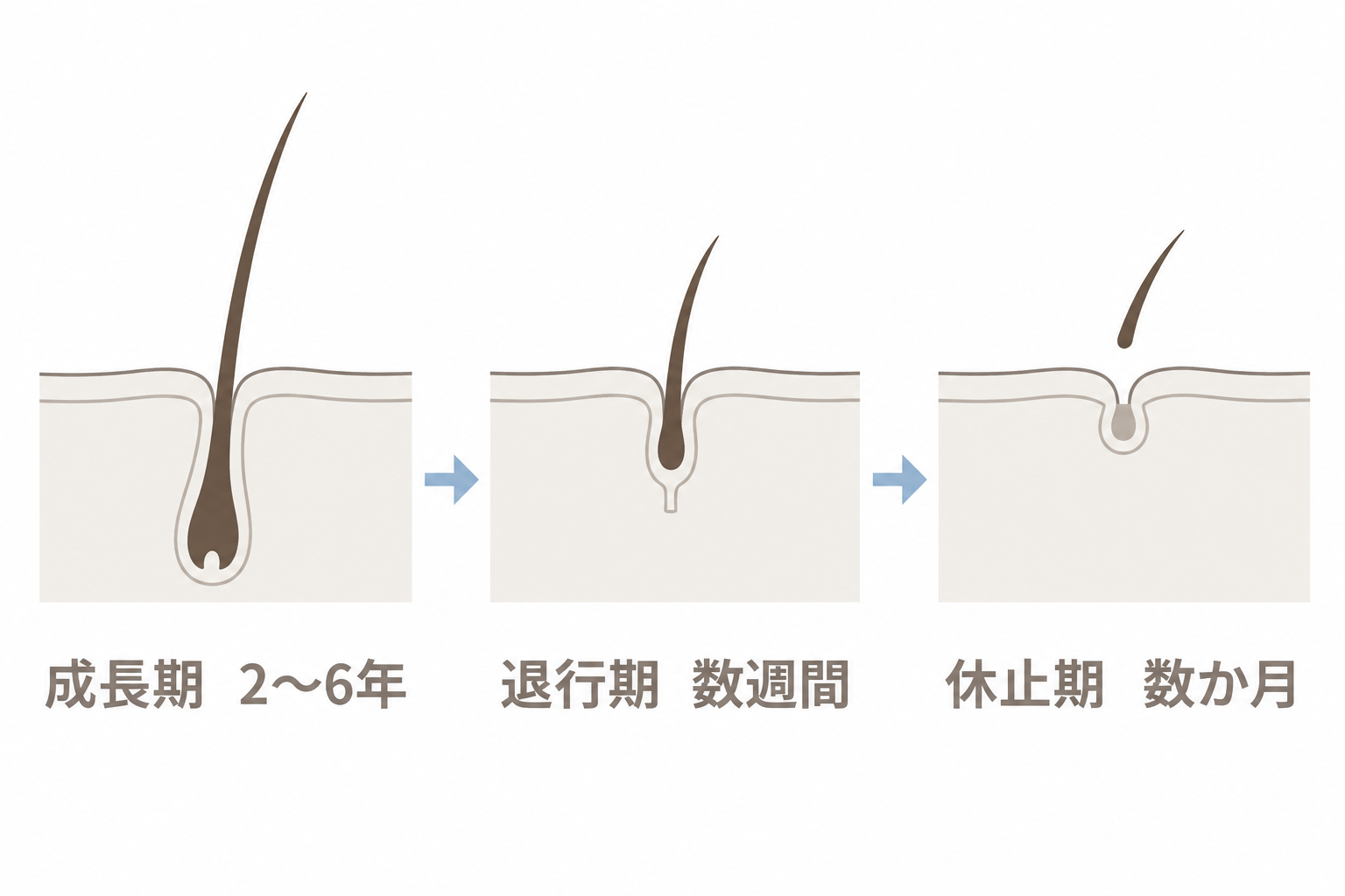 毛周期。成長期2〜6年、退行期数週間、休止期数か月