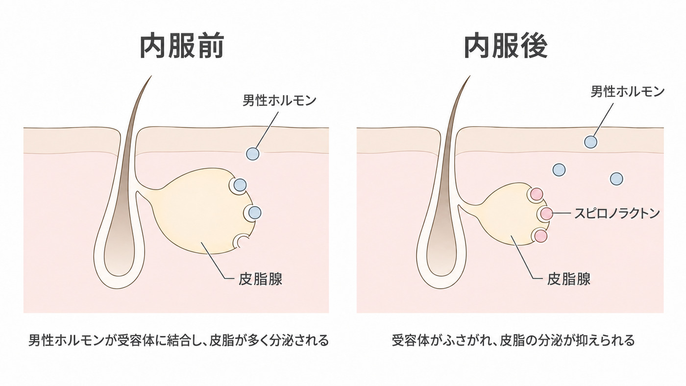 スピロノラクトンの作用・効果　解説図